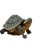 Avatar of Tortor