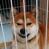 Avatar of fubuky35