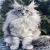 Avatar of mcdoggo14