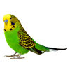 Avatar of jasonisthebest648