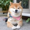Avatar of fennec870827