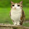 Avatar of meowl