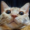 Avatar of bigyellowpigcat