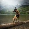 Avatar of asaaalp