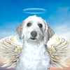 Avatar of wwfgj2z47473