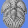 Avatar of syntesi66