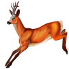 Avatar of Fireflyness