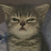 Avatar of nextalksv2