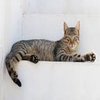 Avatar of catscoolmew