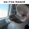 Avatar of botbearscp