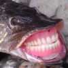 Avatar of æck
