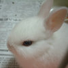 Avatar of VienosNotes