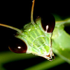 Avatar of AstralMantis