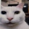 Avatar of bananacat078