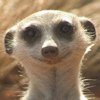 Avatar of Mutanzom