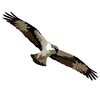 Avatar of Osprey Aerial Intelligence