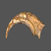 Avatar of Nakonanectes