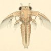 Avatar of VileFlesh