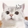 Avatar of 愤怒猫猫头