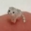 Avatar of bongemye