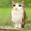 Avatar of 🦉🧡Meowl🍪😺