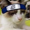 Avatar of PanSama