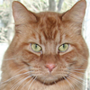 Avatar of celiet