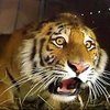 Avatar of Davies The Tiger