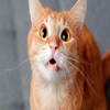 Avatar of LinhNgocMai