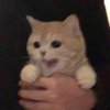 Avatar of duyenltntd00207