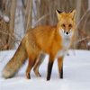 Avatar of foxy