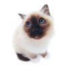 Avatar of coolcatjoe