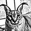 Avatar of Locheos