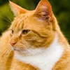Avatar of Tatethecat