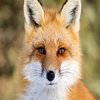 Avatar of focusfox020