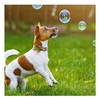 Avatar of Bubbletastic Dog