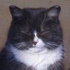 Avatar of Lyubov