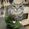 Avatar of EmeraldAnims