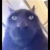 Avatar of creatureguy