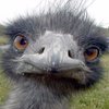 Avatar of Perohh