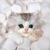 Avatar of Cheng_chengs