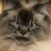 Avatar of molaresking
