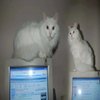 Avatar of Microchip