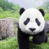 Avatar of LOW PANDALY