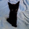 Avatar of vampussy