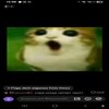 Avatar of Meowl