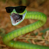 Avatar of snakeboy311