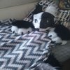 Avatar of Jinxy_cat