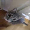 Avatar of ThatOneArab7767