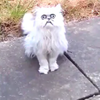 Avatar of minecraftmeme55